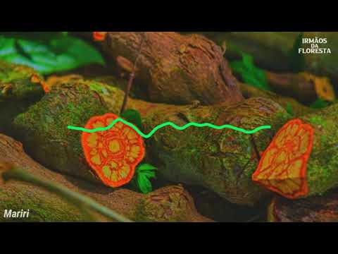 Mariri - Irmãos da Floresta