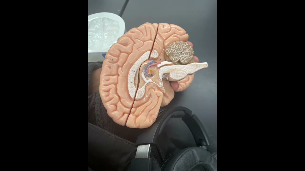 Exam 3 study guide anatomy and physiology audio