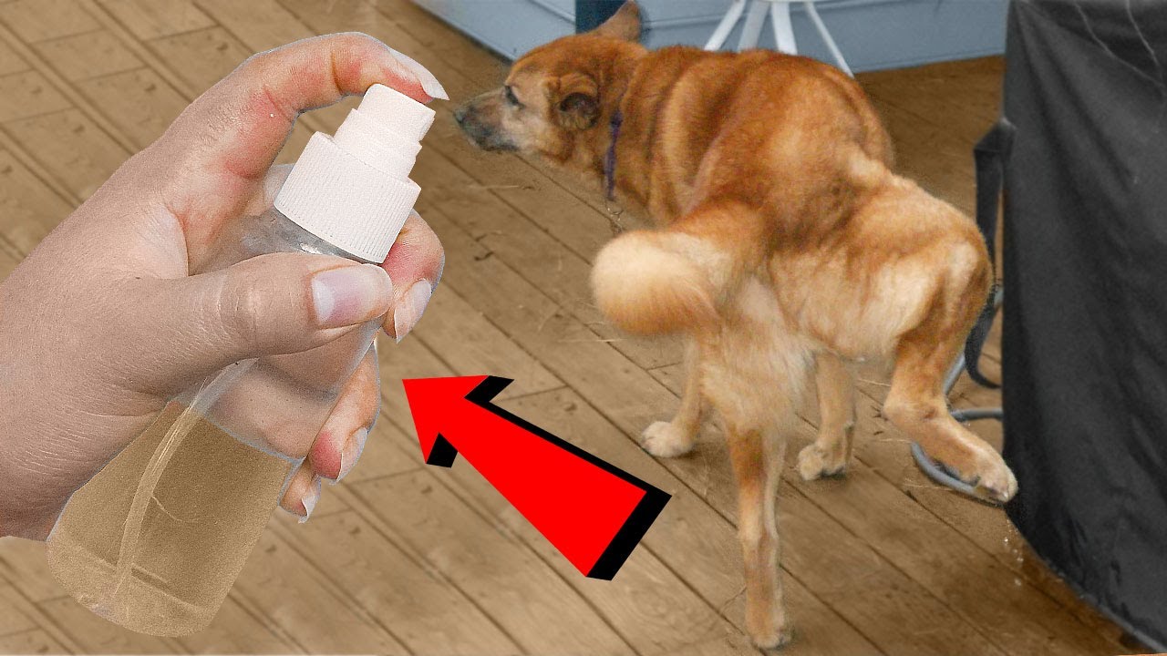 Tus Perros ni los de tus Vecinos Volverán a orinar en tu casa desde que realices este método casero