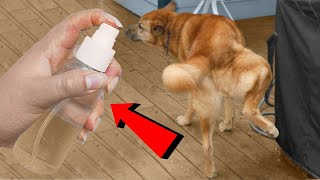 Tus Perros ni los de tus Vecinos Volverán a orinar en tu casa desde que realices este método casero