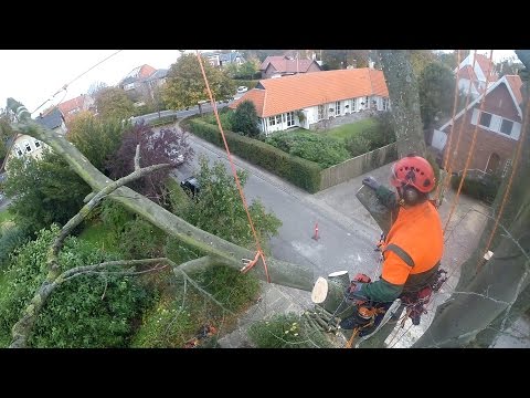 download lagu mp3 mp4 Ap Tree Surgery, download lagu Ap Tree Surgery gratis, unduh video klip Ap Tree Surgery