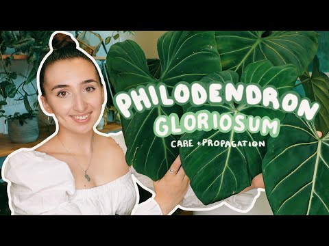 Philodendron Gloriosum Care + Propagation Tips! New Leaves & Stem Propagation...