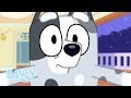 Muffin Madness The Sleepover Bluey