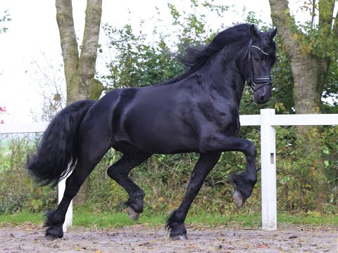 Stal Okkema's Ids - Nane 492 x Onne 376 - stallion - 2018 - 1.64m