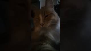 私の恋人#猫 #可愛い猫