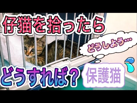 野良猫を助けるにはどうすればいいでしょうか?