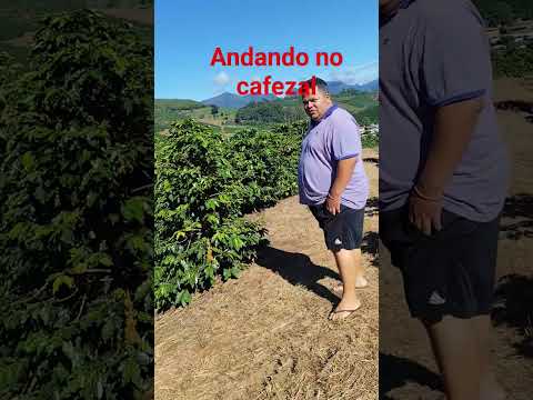 cafezal em alto jequitibá Mg