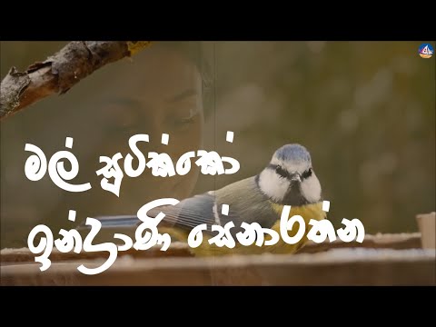 මල් සූටික්කෝ -ඉන්ද්‍රාණි සේනාරත්න | Mal Sootiko- Indrani Seenarathne