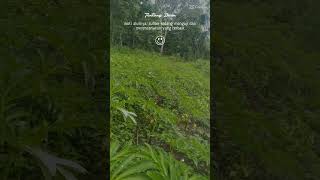 Download lagu #Story wa petani porang 2022🙏💜 mp3