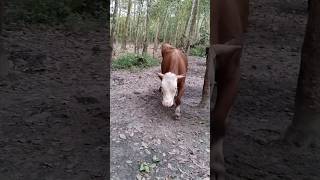 Download lagu SAPI SEMENTAL CIRI JADI SUPER HAYO SIAPA BERANI NAWAR , guyon #fypシ #viral #sapi #duniapeternakan mp3 Download lagu SAPI SEMENTAL CIRI JADI SUPER HAYO SIAPA BERANI NAWAR , guyon #fypシ #viral #sapi #duniapeternakan mp3