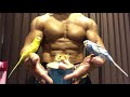 癒しの動画【モフモフ】セキセイインコとゴールデンハムスターとマッチョ【ムキムキ】