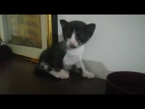 Bony Old video  pls like share ( kadeeja vlogs )