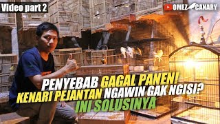 Download lagu Cara perawatan kenari pejantan yang gak ngisi agar ngisi kembali Part 2 mp3 Download lagu Cara perawatan kenari pejantan yang gak ngisi agar ngisi kembali Part 2 mp3