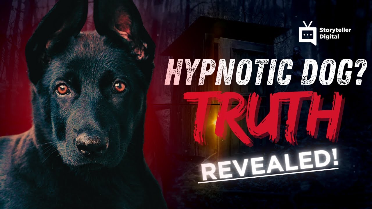 Can This Dog REALLY Hypnotize You? | Unveiling Oscar's Secret Stare (Storyteller Doc)