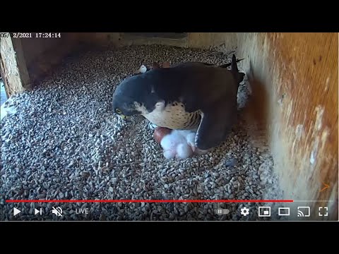 Видео Слайд