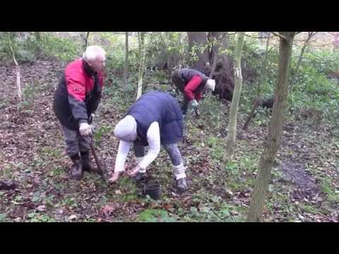 2014 11 Bluebell bulbs 04