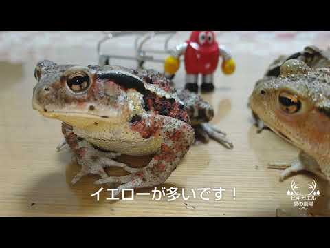 ヒキガエルとカエルの違い - カエルの種類