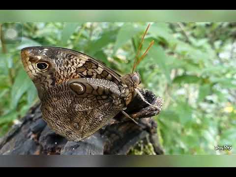 Opsiphanes cassina Grupo 7 Zoología de invertebrados UNAH