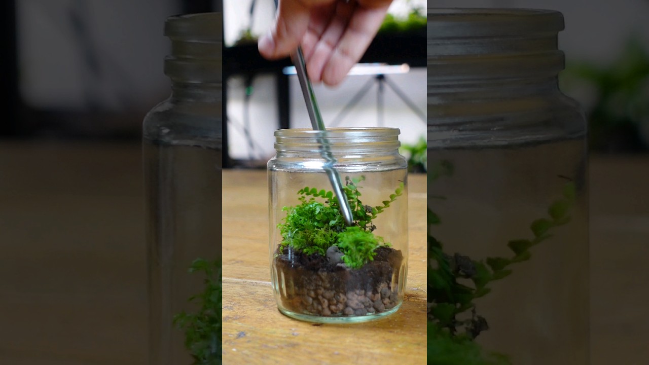 Easy first terrarium DIY setup!