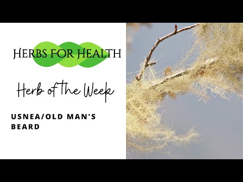 Usnea - Herbs Of The Week | Old Man's Beard Natural Medicine From The Woods