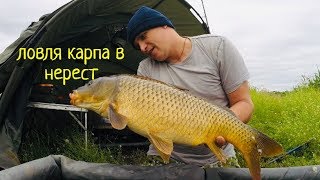 Как ловить карпа когда нерест
