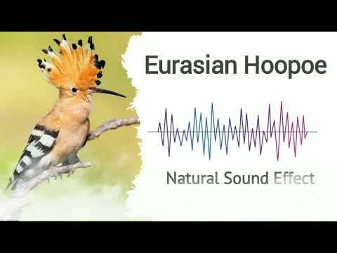 Eurasian Hoopoe | Natural Sound Effects