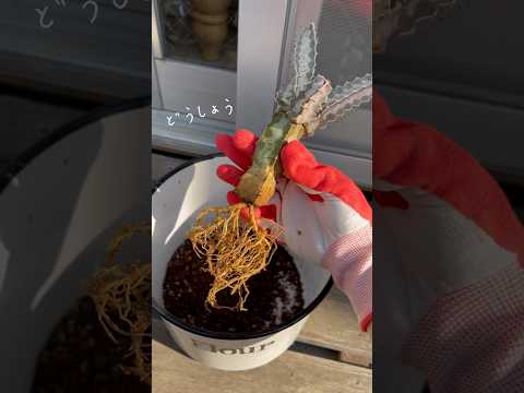 クッショントウダイグサ、Euphorbia clavarioides