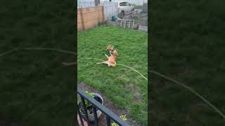 Video preview image #1 Doberman Pinscher-Great Pyrenees Mix Puppy For Sale in Brooklyn Center, MN, USA