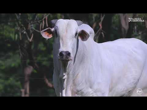 20 DOSES CONVENCIONAL NELORE - SAKURABA SNI A2025