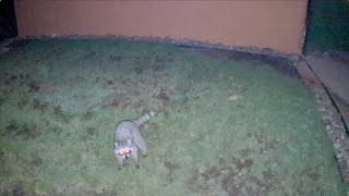 Ninja Raccoon Keeps Digging Up Our Lawn, in COLOR!