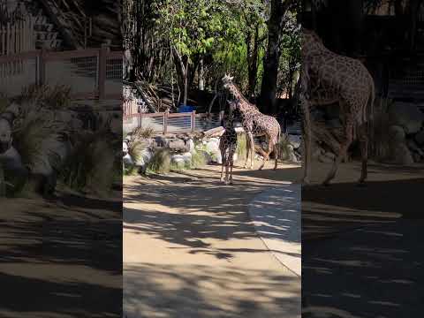 Giraffe Squad at the LA ZOO #giraffesquad #giraffe #giraffes #lazoo