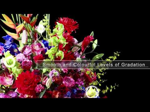 imagePROGRAF PRO-500