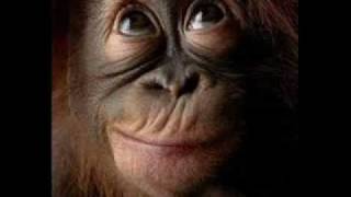 Paolo Conte * Macaco