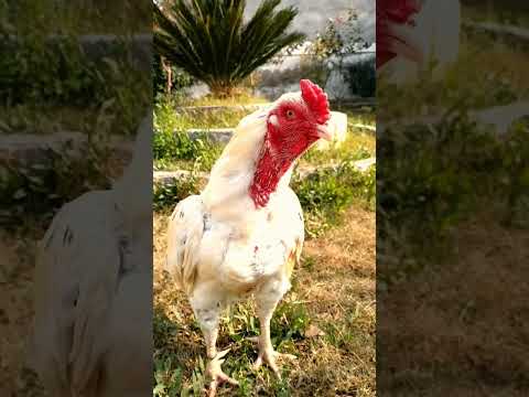 Aseel voice big Sound white Breeder #aseel  @RJ-Aseel-007