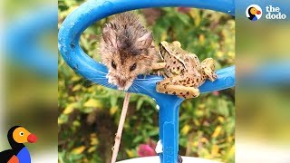 Frog and Mouse Rescued from Pool Drain Huddled Together | The Dodo