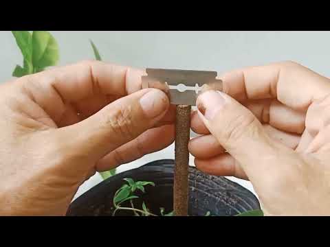 Ghép cành mai vàng vào gốc mai tứ quý