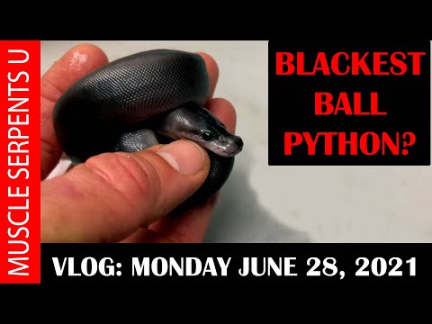 PANDA PIED CLUTCH! BLACK BALL PYTHON! 6-28-21