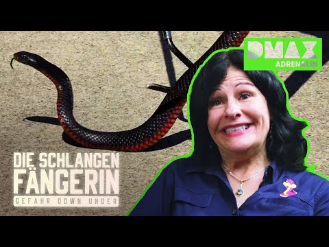Die schönste Schlange Australiens?! | Die Schlangenfängerin - Gefahr Down Under | DMAX Adrenalin