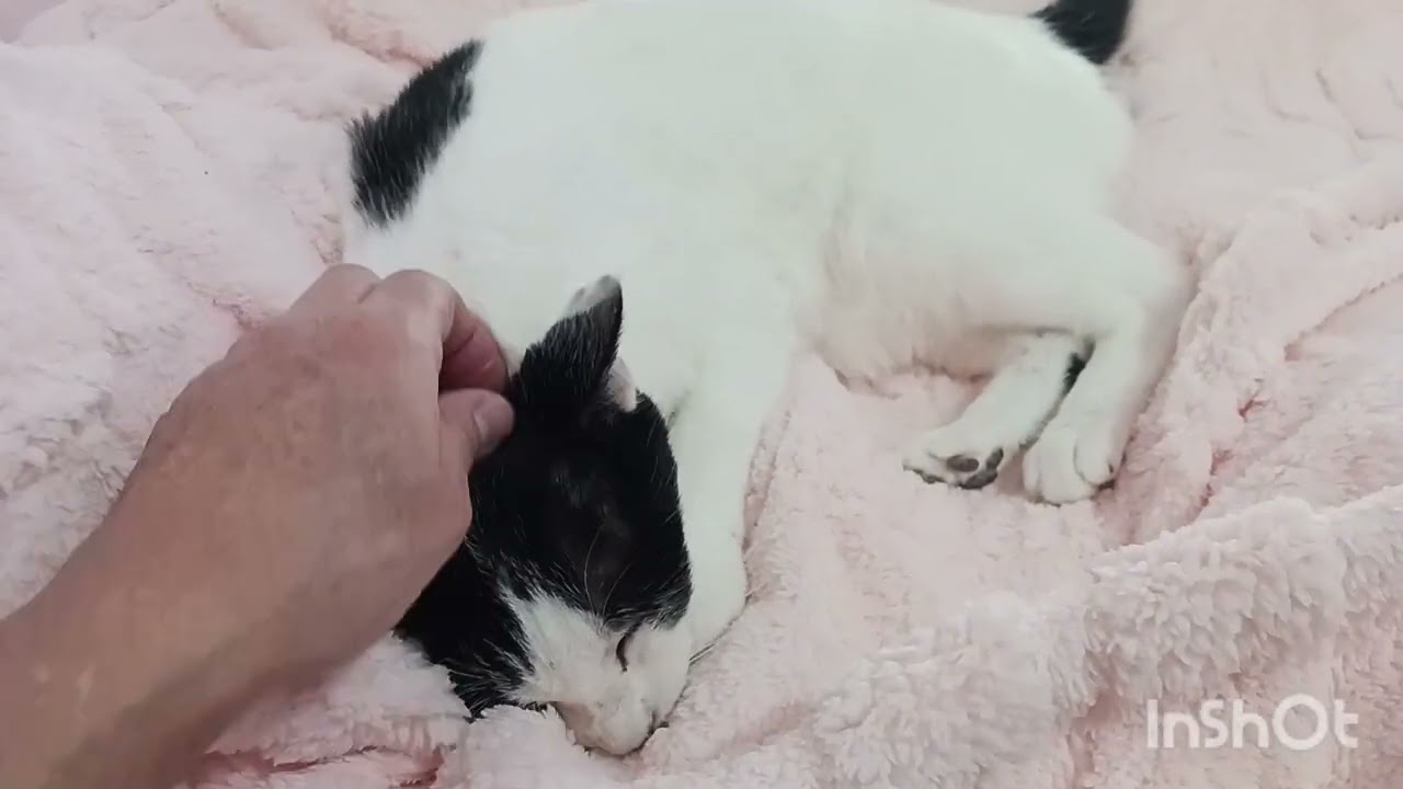 Enlarge Maddie, an adopted mixed breed in Mesa, AZ video 4/4