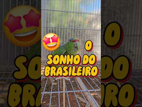 Criatório de PAPAGAIOS documentado em Uberlândia-MG #birds #pets #coleirosolto #parrot #aves #cute