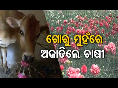 Flower Business Hit Hard Due To #COVID19 Lockdown