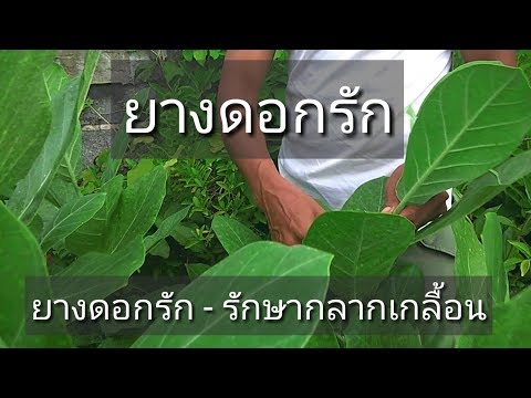 หมู่บ้านริมทะเล Abkhazia โรคสะเก็ดเงิน ครีมรุ่งอรุณกลาก