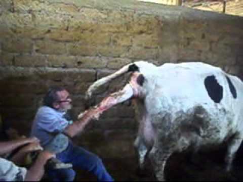 breech birth cow (parto difficoltoso diuna mucca).wmv