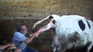 breech birth cow (parto difficoltoso diuna mucca).wmv