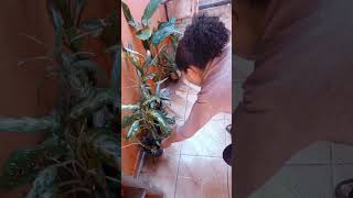 ASMR de Limpeza Pesada #cleaningasmr #cleantok #limpezapesada #asmr #rotinadelimpeza
