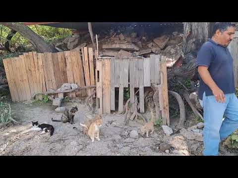 El Mezquite de los gatitos ,Jalpa Zacatecas 