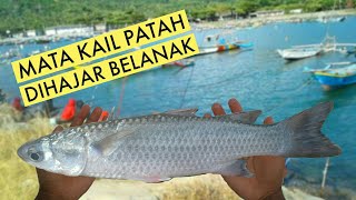 preview picture of video 'MATA KAIL PATAH DI HAJAR BELANAK || Mancing Belanak di Pantai Prigi'