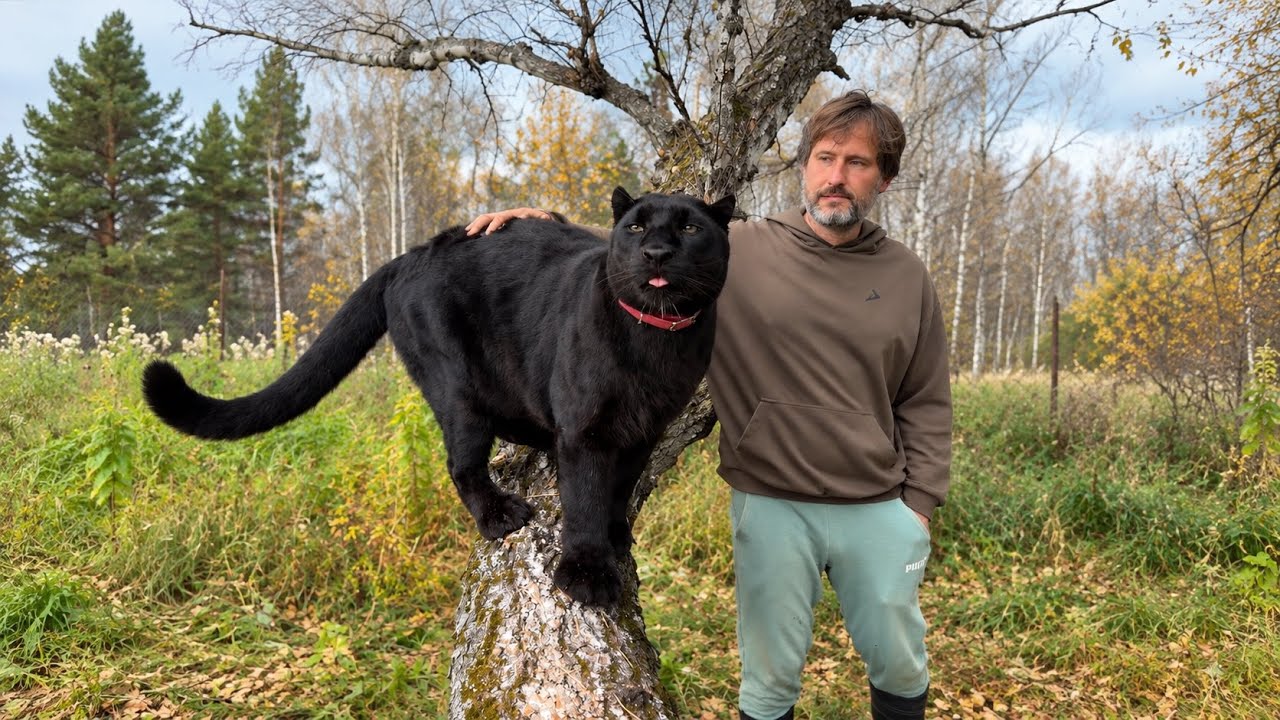Luna the Panther and Venza walk through the autumn forest / Relaxing walk(ENG SUB)