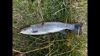 Un japones pescó truchas La Marquesa Toluca.