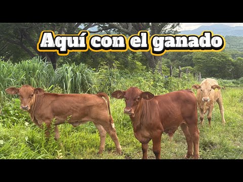 HERE WITH THE CATTLE🐄￼